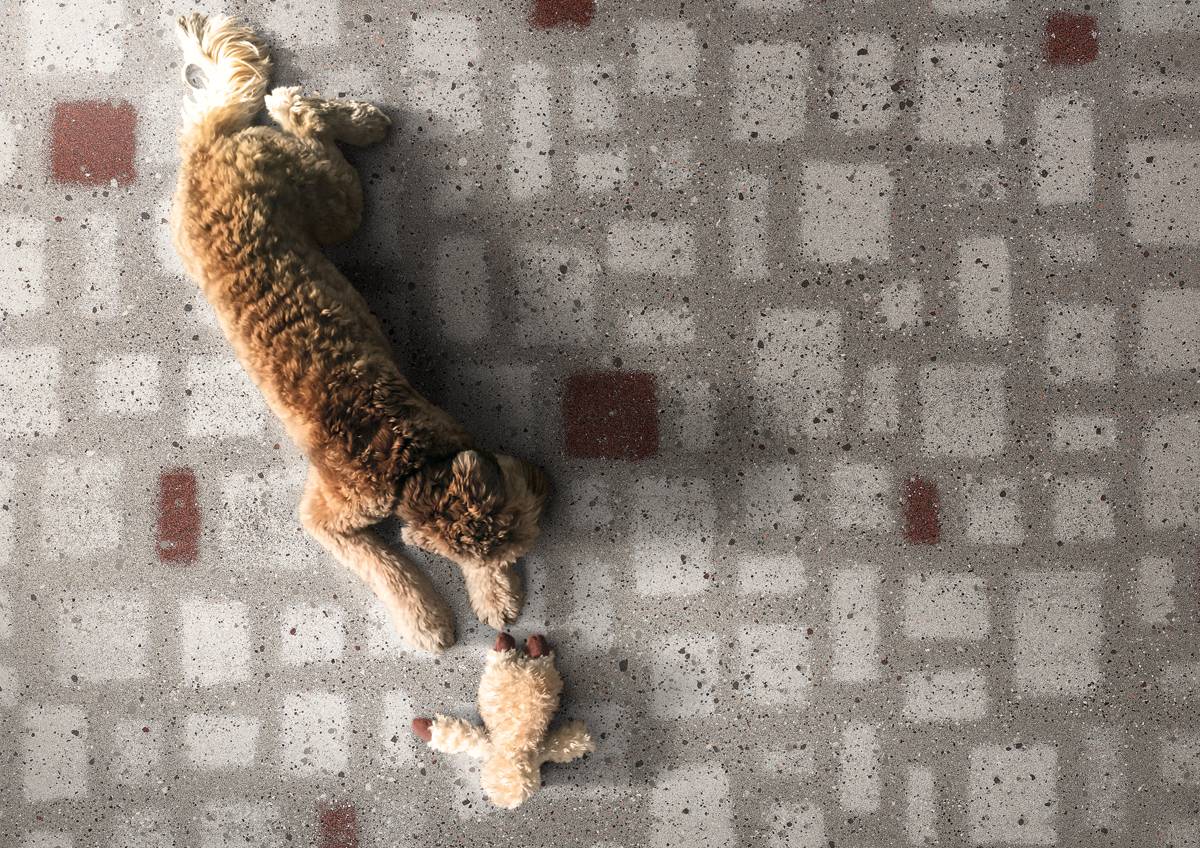 Overhead Shot Of Dog Cuddling With Stuffed Toy On Concrete Floors